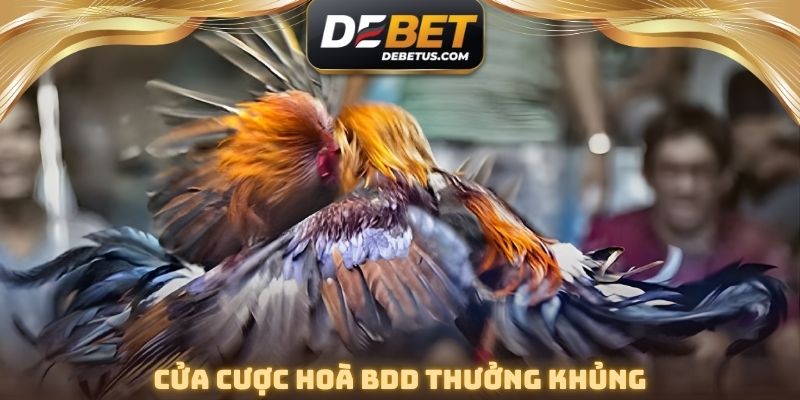 Cửa cược hoà BDD thưởng khủng