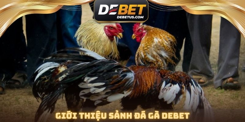 Giới thiệu sảnh đá gà DEBET